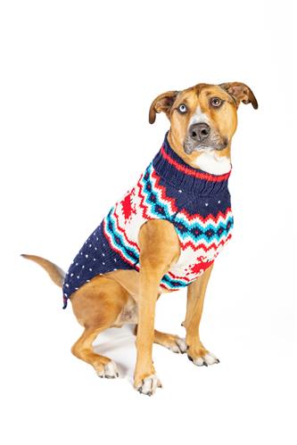 Crabby Dog Sweater