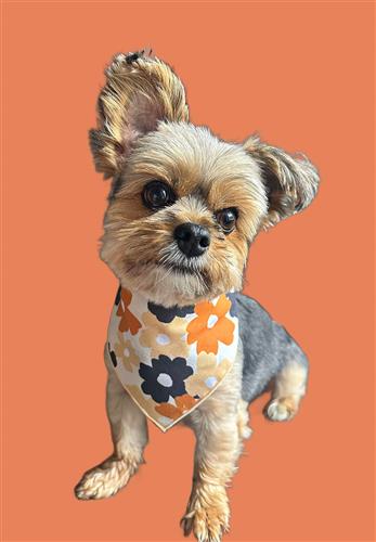 Fall Bandana | Halloween Dog Bandana | Thanksgiving |  Dog Lover Gift | Flowers