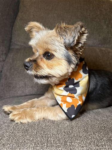 Fall Bandana | Halloween Dog Bandana | Thanksgiving |  Dog Lover Gift | Flowers