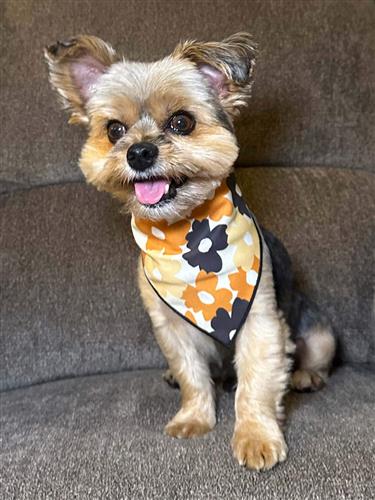Fall Bandana | Halloween Dog Bandana | Thanksgiving |  Dog Lover Gift | Flowers