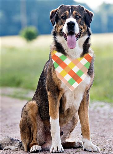 Fall Bandana | Halloween Dog Bandana | Thanksgiving | Plaid Bandana