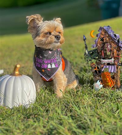 Halloween Bandana | Halloween Dog Bandana | Black Spider Web | TOO CUTE TO SPOOK