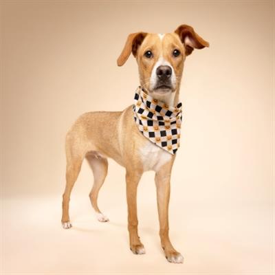 Trick or Treat Dog Bandana