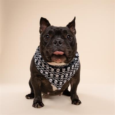 Wicked Dog Bandana