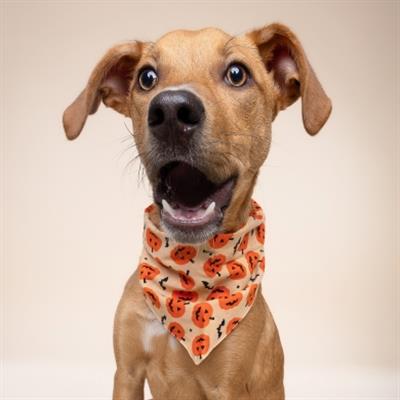 Pupkin Dog Bandana