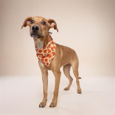 Pupkin Dog Bandana