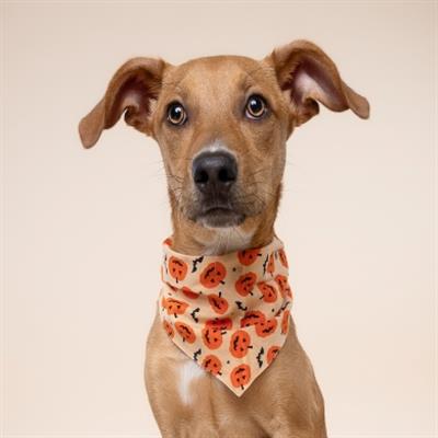 Pupkin Dog Bandana