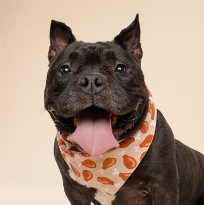 Drumstick Dog Bandana