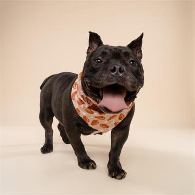 Drumstick Dog Bandana