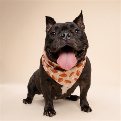 Drumstick Dog Bandana