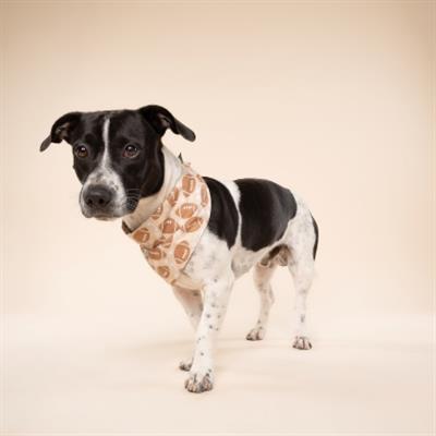 Blitz Dog Bandana