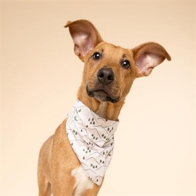Roam Dog Bandana