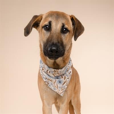 Willow Dog Bandana