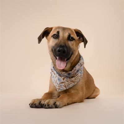 Willow Dog Bandana