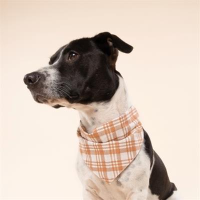 Ginger Dog Bandana
