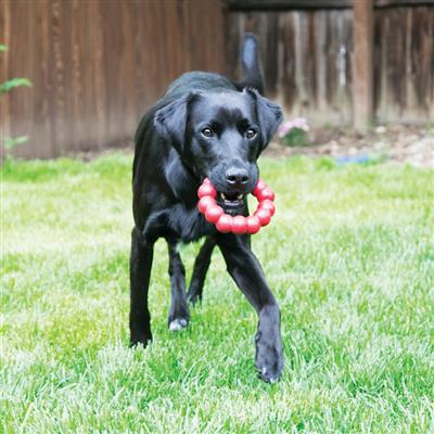 KONG Ring XL