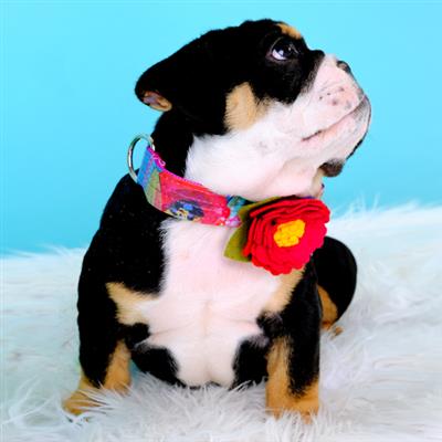 Amelia Floral Laminated Cotton Dog Collars & Leashes
