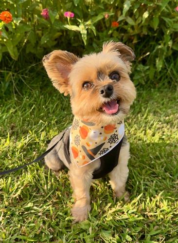 Fall Halloween Bandana | Fall Dog Bandana | Ghost, Pumpkins
