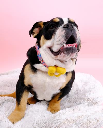 Savannah Leopard Print Dog Collar and Leashes