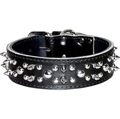 Omni Pet Latigo Leather Spike/Stud Dog Collar Black 1.75 x 28in.