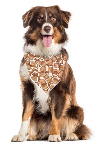 Fall Bandana | Football Bandana | Dog Bandana | Thanksgiving | Sports