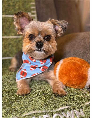 Fall Bandana | Football Bandana | Dog Bandana | Thanksgiving | Sports