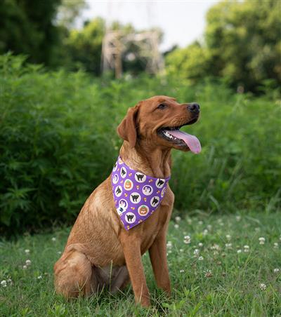 Fall Cookie Dog Bandana