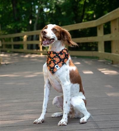 Fall Cookie Dog Bandana