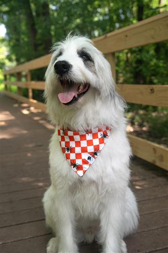 Halloween Plaid Dog Bandana