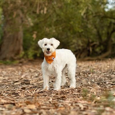 Oh Pumpkin Dog Bandana