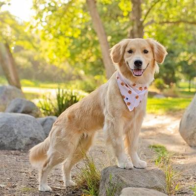 Oh Pumpkin Dog Bandana