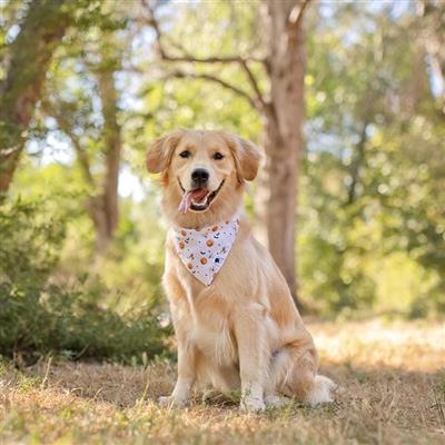 Trick Or Treat Dog Bandana