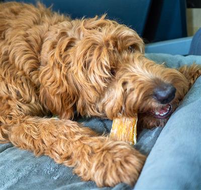 ThoozyPet USA-Sourced Beef Backstrap Dog Chews 4-6" 50ct