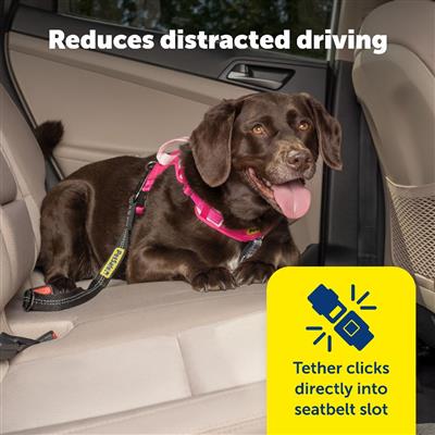 PetSafe® Safety Seatbelt Tether, Black
