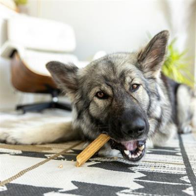 Natural Dental Sticks