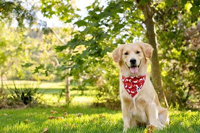 Santa Hat and Trees Dog Bandana