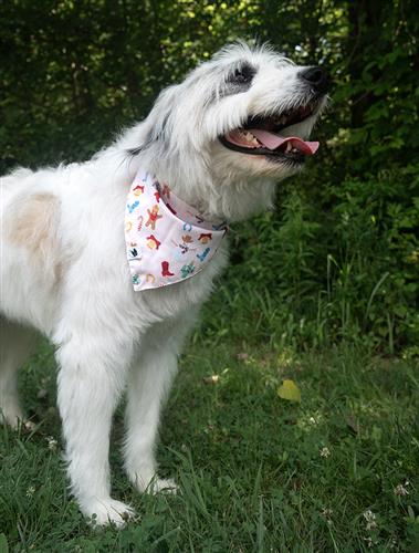 Christmas Movie Dog Bandana