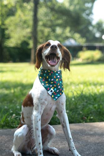 Lights & Candy Cane Dog Bandana