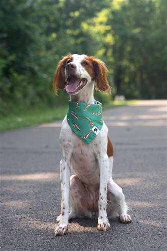 Lights & Candy Cane Dog Bandana