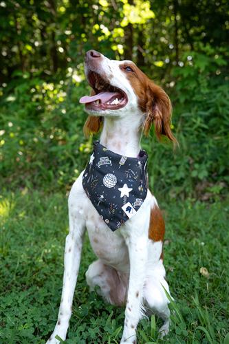 New Years Dog Bandana