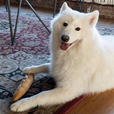 Baguette Interactive Plush Dog Toy with Treat Pockets