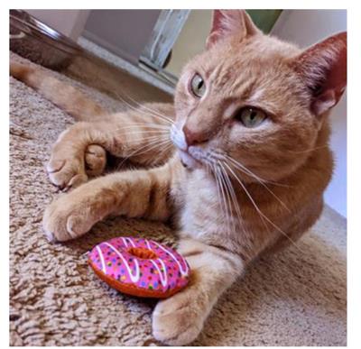 Strawberry Donut Plush Cat Toy