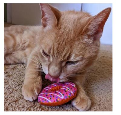 Strawberry Donut Plush Cat Toy