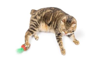 Chocolate Strawberry Cat Toy