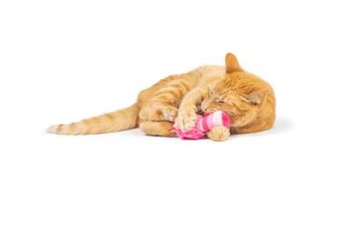 Love Bugs 2pk Plush Cat Toy