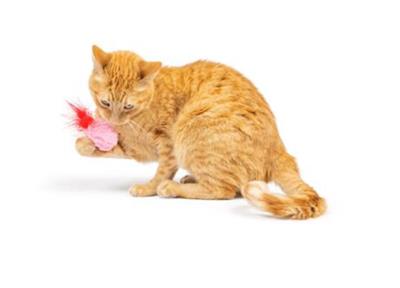 Love Bugs 2pk Plush Cat Toy