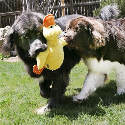 KONG Comfort Duck Jumbo Dog Toy Assorted 1ea/XL