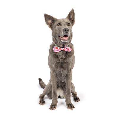 Kiss Kiss Bow Tie