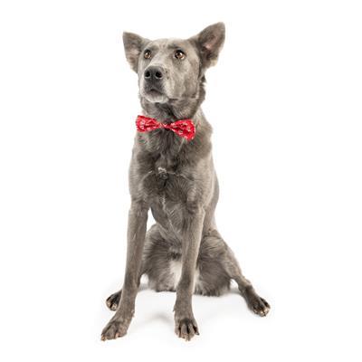 King & Queen of Hearts Bow Tie