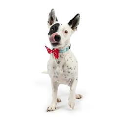 Extra Product Image